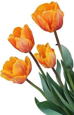 orange and yellow tulips stock photo