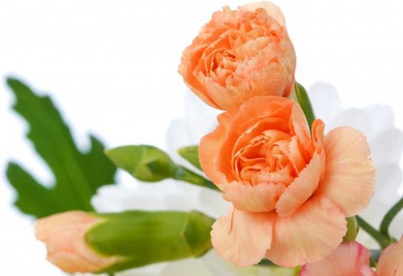 orange carnations
