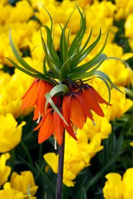 orange crown imperial flower
