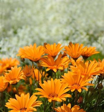 orange daisy picture