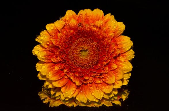 orange flower picture contrast closeup 