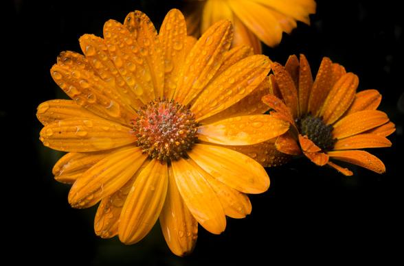 orange  flower picture elegant dark wet contrast