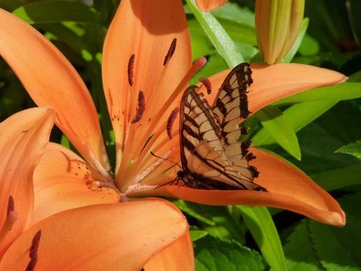 orange lily butterfly