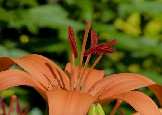 orange lily garden