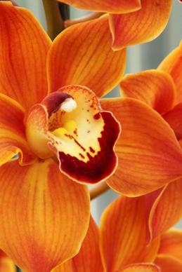 orange orchid