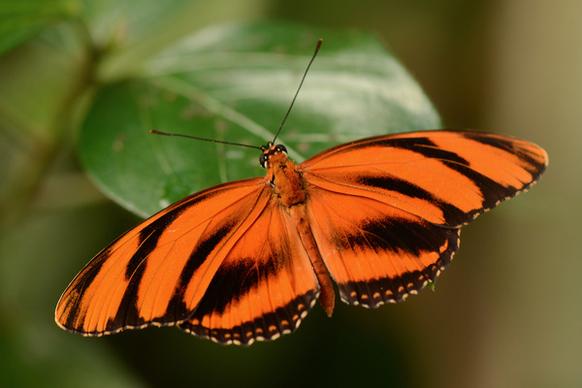 orange tiger butterfly