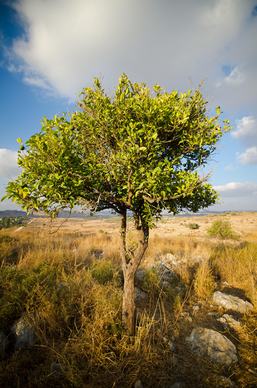 orange tree israel