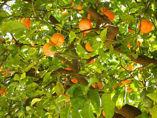 orangefruits