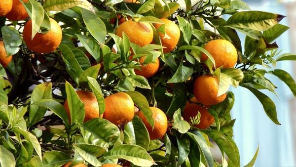 oranges fruit tree