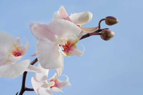 orchid and a blue sky
