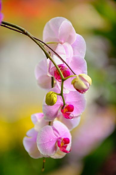 Orchid backdrop picture elegant closeup