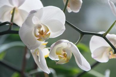 Orchid blossom backdrop picture elegant bright closeup