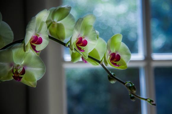 orchid by the window
