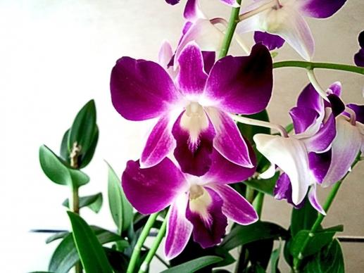 orchid flower 1