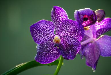 Orchid flower backdrop elegant closeup