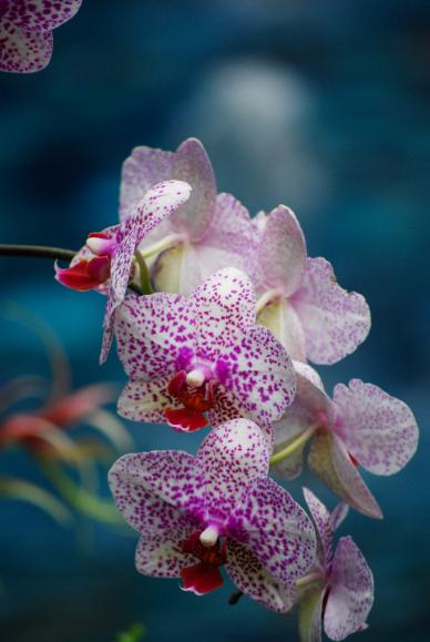 Orchid flower backdrop elegant closeup