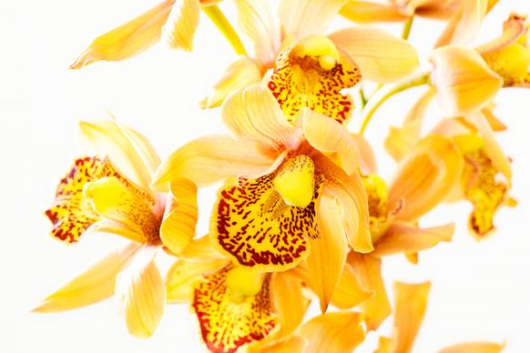 orchid flower backdrop picture elegant bright closeup