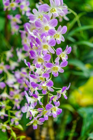 orchid flowers backdrop picture elegant bright blossom scene