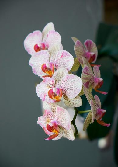 Orchid flowers backdrop picture elegant contrast closeup