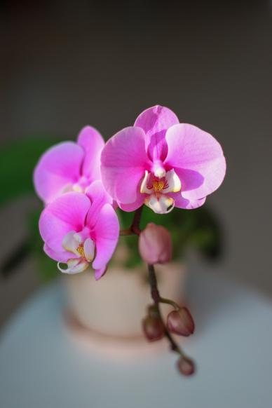 orchid petals backdrop elegant closeup realistic