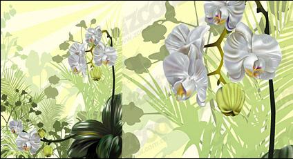 Orchid vector illustration material