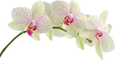 orchid white picture 4