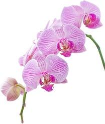 orchid white picture 6
