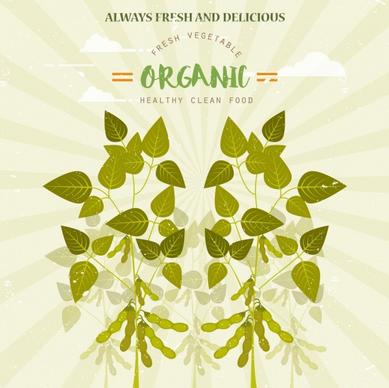organic food advertisement green soybean icon