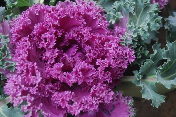 ornamental cabbage plant
