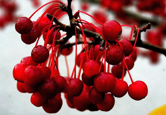 ornamental cherries