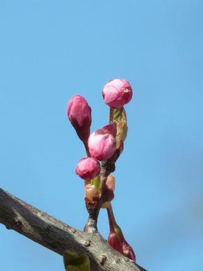 ornamental cherry bud flowers
