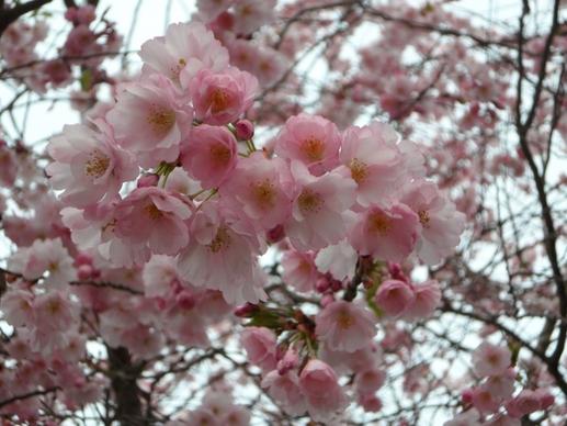ornamental cherry cherry blossom japanese cherry trees