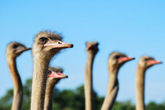 ostrich flock picture blurred closeup face