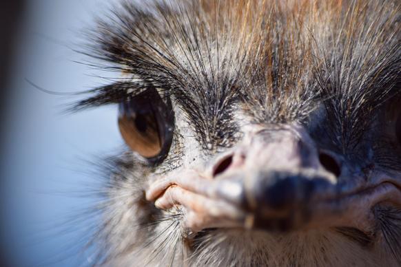 ostrich picture closeup face