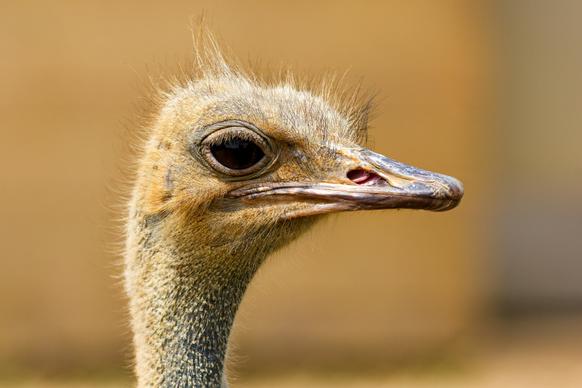 ostrich picture elegant closeup