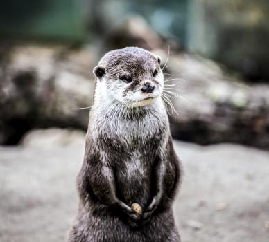 otter animal backdrop picture cute realistic