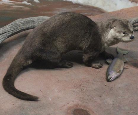 otter fish-eater mammal
