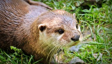 otter picture cute closeup