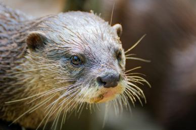 otter picture cute closeup face