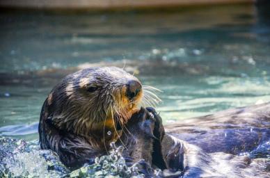 otter picture cute dynamic joyful closeup