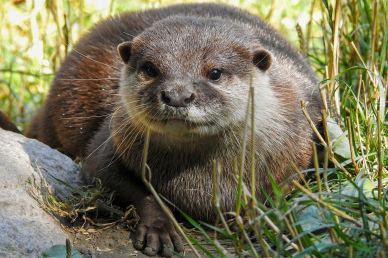 otter picture cute elegance closeup