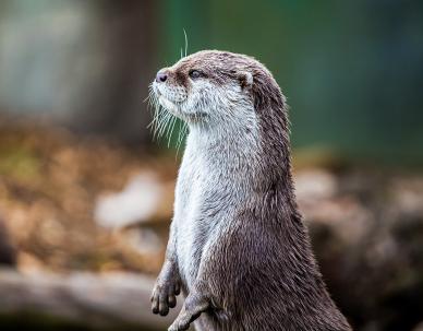 otter picture cute elegant closeup