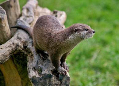 otter picture cute elegant dynamic