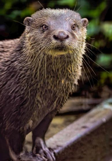 otter picture cute face closeup