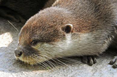 otter picture cute face closeup elegance