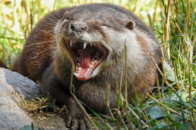 otter picture dynamic aggressive closeup