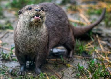 otter picture dynamic closeup