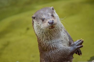 otter species picture cute dynamic closeup