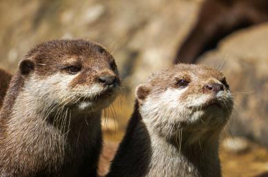 otters backdrop picture cute faces closeup