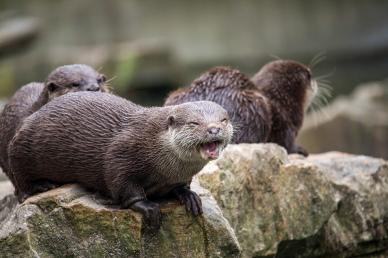 otters herd picture cute dynamic